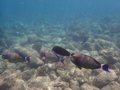 Acanthurus blochii
