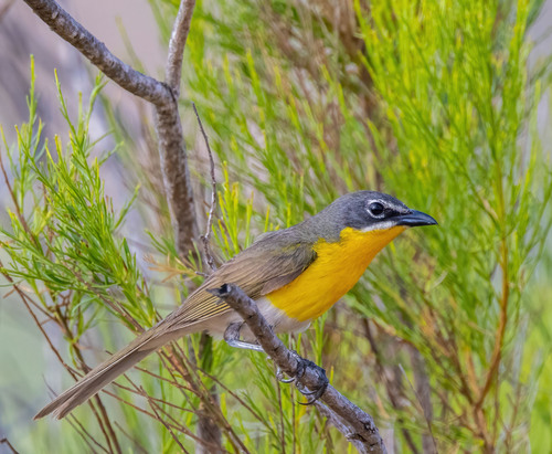 Yellow-breasted Chat