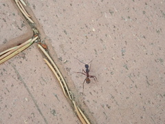 Camponotus cruentatus