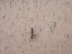 Camponotus cruentatus