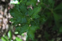 Ribes densiflorum