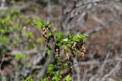 Ribes densiflorum