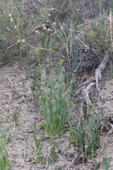 Conringia orientalis