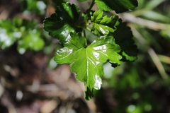 Ribes densiflorum