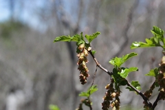 Ribes densiflorum