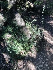 Cystotheca lanestris