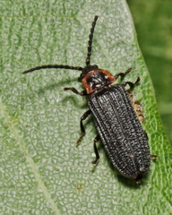 Eropterus
