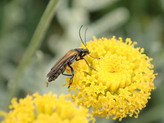 Oedemera