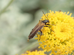 Oedemera