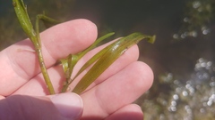 Potamogeton zosteriformis
