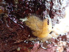 Eudistoma