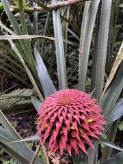 Aechmea strobilacea