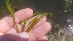 Potamogeton zosteriformis