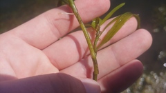 Potamogeton zosteriformis