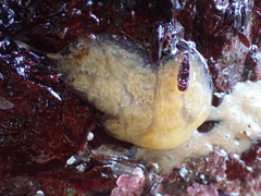 Eudistoma