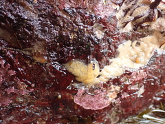 Eudistoma