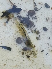 Paratya curvirostris