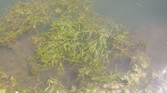 Potamogeton zosteriformis