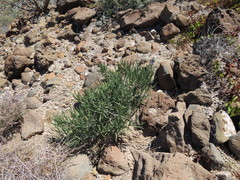 Forchhammeria watsonii