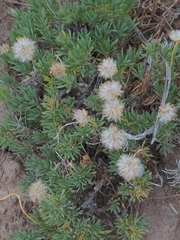 Nestotus stenophyllus