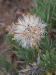 Nestotus stenophyllus