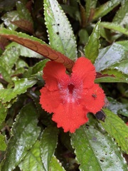 Nautilocalyx erytranthus