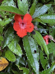 Nautilocalyx erytranthus