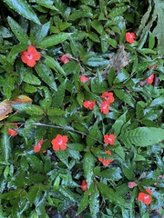 Nautilocalyx erytranthus