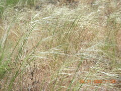 Hesperostipa comata