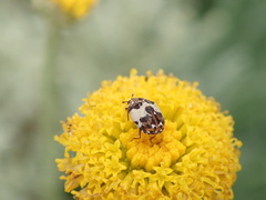 Coleoptera