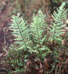 Polystichum luctuosum