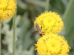 Oedemera