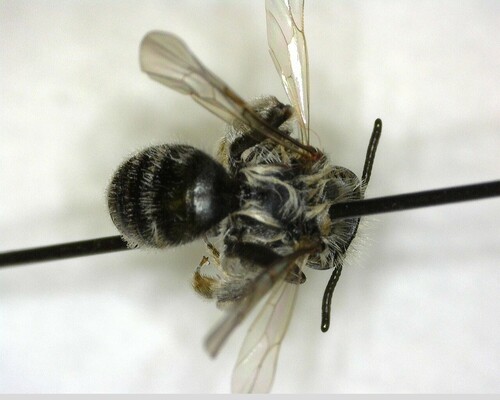 iNaturalist observation photo of Mining Bees