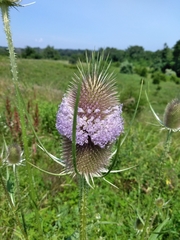 Dipsacus fullonum