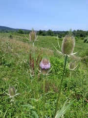 Dipsacus fullonum