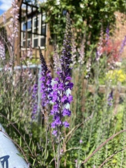 Linaria purpurea