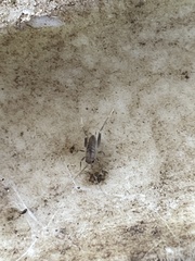 Ceuthophilus californianus