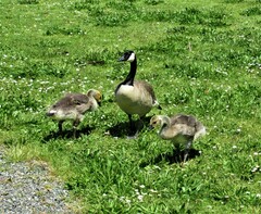 Branta canadensis