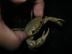 Geothelphusa albogilva