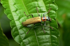 Themus taiwanus