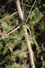 Somatochlora forcipata