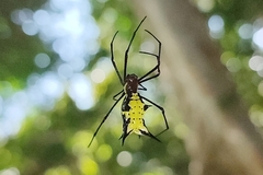 Micrathena miles
