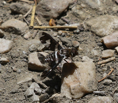 Exoprosopa dorcadion