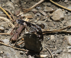 Exoprosopa dorcadion