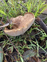 Leucopaxillus eucalyptorum