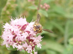 Anthidium florentinum