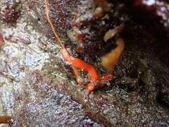 Tubulanus