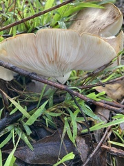 Leucopaxillus eucalyptorum