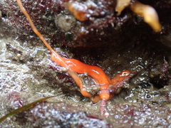Tubulanus