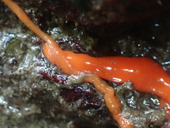 Tubulanus